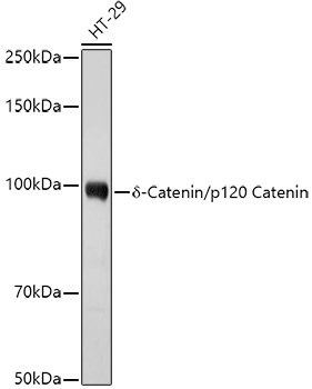 D Delta-Catenin/p120 Catenin Rabbit polyclonal antibody
