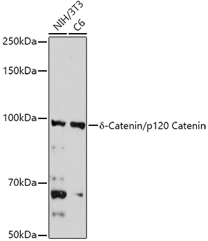 D Delta-Catenin/p120 Catenin Rabbit polyclonal antibody