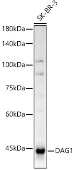 DAG1 Rabbit polyclonal antibody
