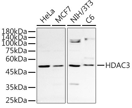 HDAC3 Rabbit polyclonal antibody