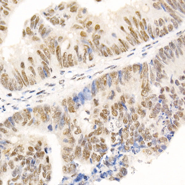 HDAC3 Rabbit polyclonal antibody