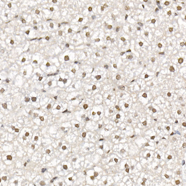 HDAC3 Rabbit polyclonal antibody