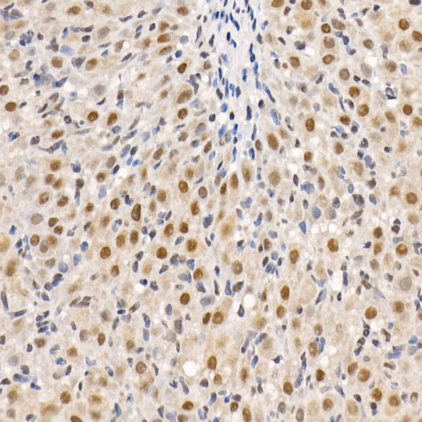 HDAC3 Rabbit polyclonal antibody
