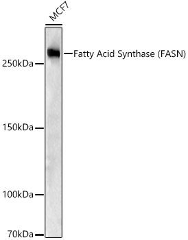 [KO Validated] Fatty Acid Synthase (FASN) Rabbit pAb
