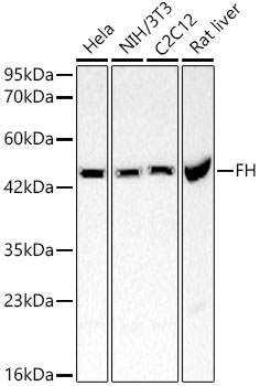[KO Validated] FH Rabbit polyclonal antibody
