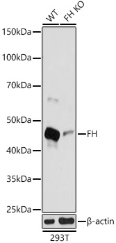 [KO Validated] FH Rabbit polyclonal antibody