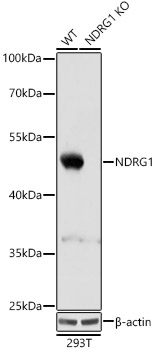 [KO Validated] NDRG1 Rabbit polyclonal antibody