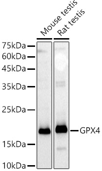 [KD Validated] GPX4 Rabbit polyclonal antibody