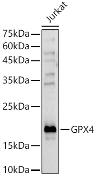 [KD Validated] GPX4 Rabbit polyclonal antibody