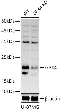 [KD Validated] GPX4 Rabbit polyclonal antibody