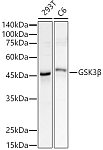 Western blot - GSK3β Rabbit pAb (A21444)