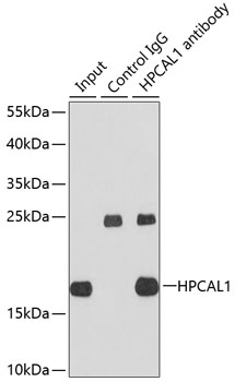 HPCAL1 Rabbit polyclonal antibody
