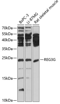 REG3G Rabbit polyclonal antibody