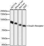 Western blot - Insulin Receptor Rabbit pAb (A21466)