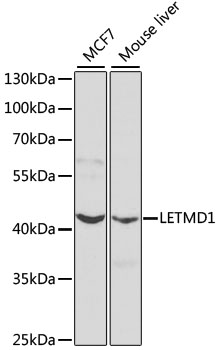 LETMD1 Rabbit polyclonal antibody