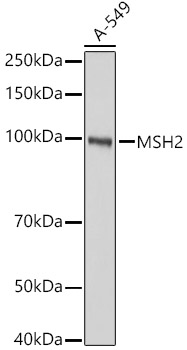 [KO Validated] MSH2 Rabbit polyclonal antibody