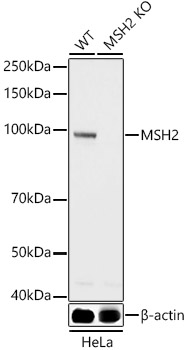[KO Validated] MSH2 Rabbit polyclonal antibody