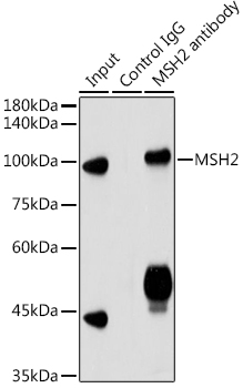 [KO Validated] MSH2 Rabbit polyclonal antibody