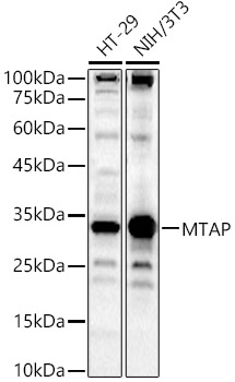 MTAP Rabbit polyclonal antibody