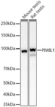 PIWIL1 Rabbit polyclonal antibody