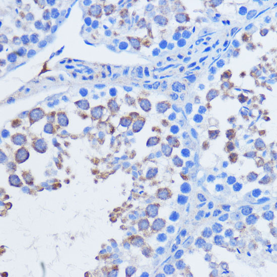 PIWIL1 Rabbit polyclonal antibody
