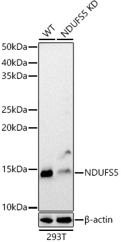 [KD Validated] NDUFS5 Rabbit polyclonal antibody
