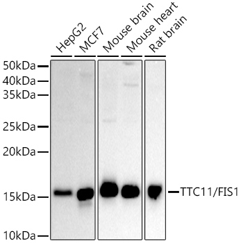 [KO Validated]  TTC11/FIS1 Rabbit pAb