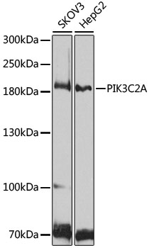 PIK3C2A Rabbit polyclonal antibody