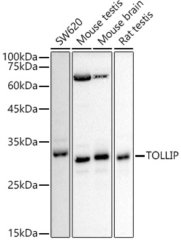 [KD Validated] TOLLIP Rabbit polyclonal antibody