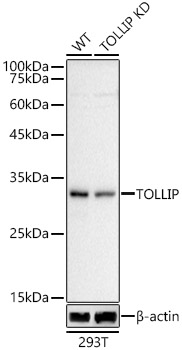 [KD Validated] TOLLIP Rabbit polyclonal antibody