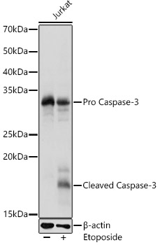 Caspase-3 Rabbit polyclonal antibody