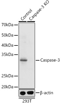 Caspase-3 Rabbit polyclonal antibody