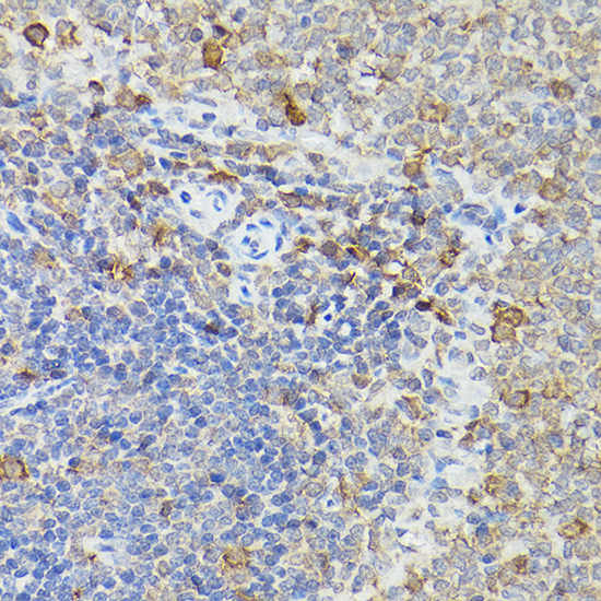 Caspase-3 Rabbit polyclonal antibody
