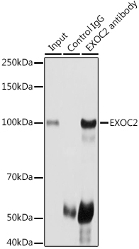 EXOC2 Rabbit polyclonal antibody