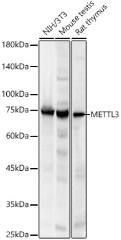 METTL3 Rabbit polyclonal antibody