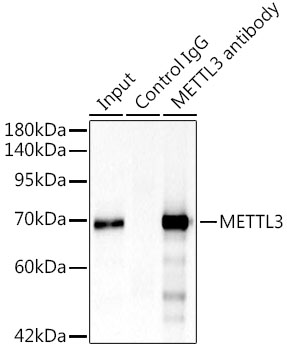 METTL3 Rabbit polyclonal antibody