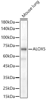 ALOX5 Rabbit polyclonal antibody