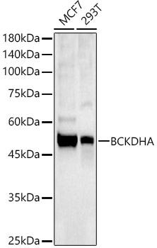 BCKDHA Rabbit polyclonal antibody