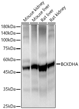 BCKDHA Rabbit polyclonal antibody