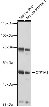 CYP1A1 Rabbit polyclonal antibody