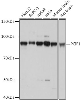 PCIF1 Rabbit polyclonal antibody