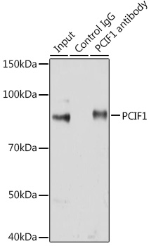 PCIF1 Rabbit polyclonal antibody