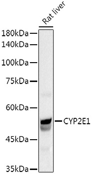 CYP2E1 Rabbit polyclonal antibody
