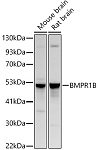 Western blot - BMPR1B Rabbit pAb (A21605)