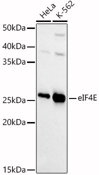 [KD Validated] eIF4E Rabbit polyclonal antibody