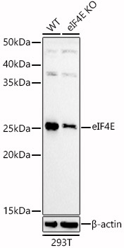 [KD Validated] eIF4E Rabbit polyclonal antibody