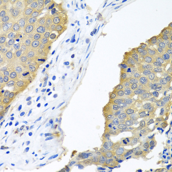 [KD Validated] eIF4E Rabbit polyclonal antibody