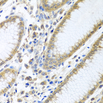 [KD Validated] eIF4E Rabbit polyclonal antibody