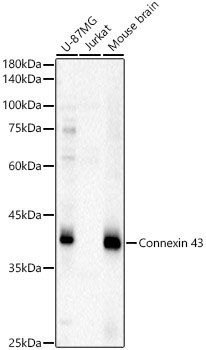 Connexin 43 Rabbit polyclonal antibody