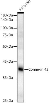 Connexin 43 Rabbit polyclonal antibody